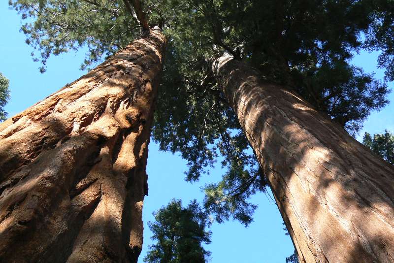 21 Sequoia National Park